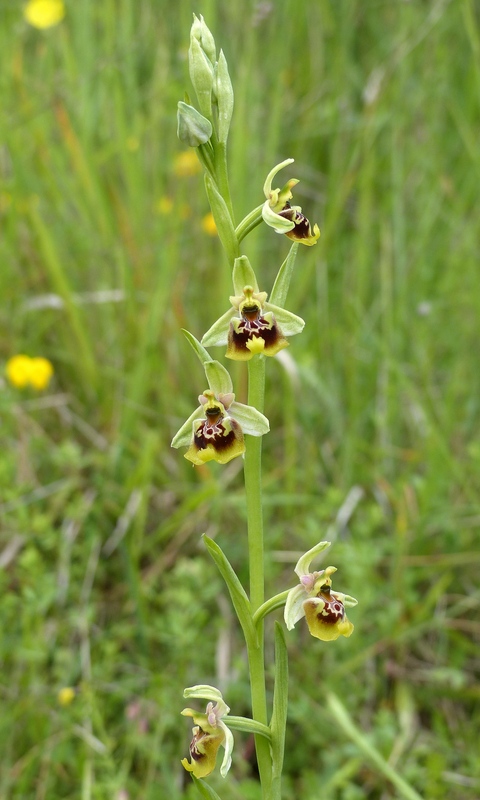 Ophrys lacaitae tra introgressioni e forme ibride  Molise 2023.